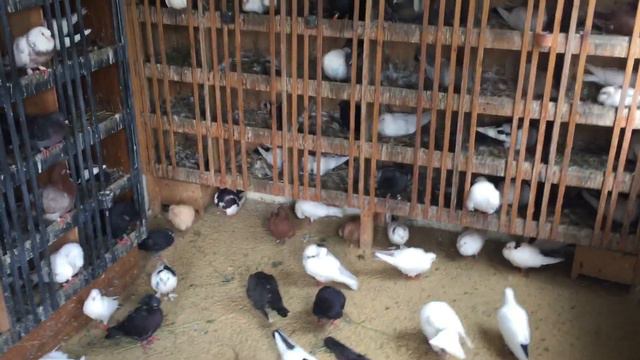 #Pigeons.Инбридинг быстрый результат но не на долго.