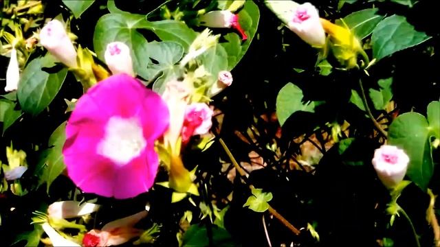 Пчела. Сентябрь 2021 смотреть онлайн