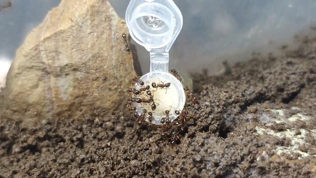 Что изменилось у моих муравьёв Myrmica?! #2 | #inshot смотреть онлайн