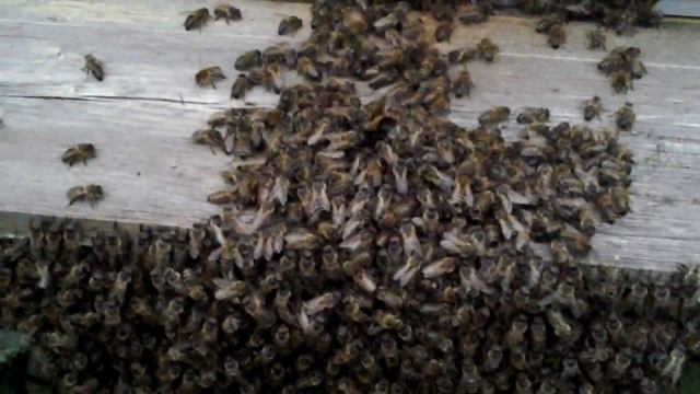 Пушистые Приключения в 4K