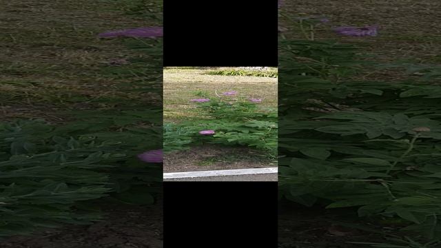  смотреть онлайн