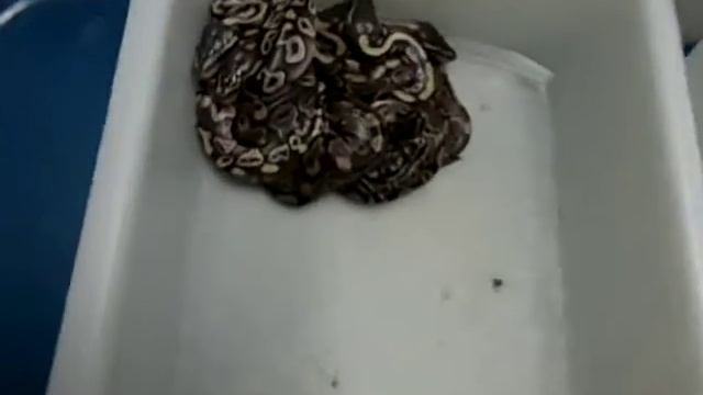 Ball python update of clutches thus far, 6-4-12.AVI смотреть онлайн