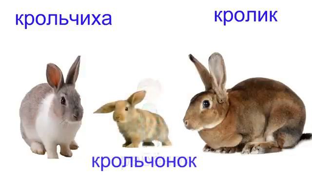 Домашние животные и их детёныши 🐮 Учим животных 🐶 Развивающие мультики ( 2+) 🐓 Карточки Домана смотреть онлайн