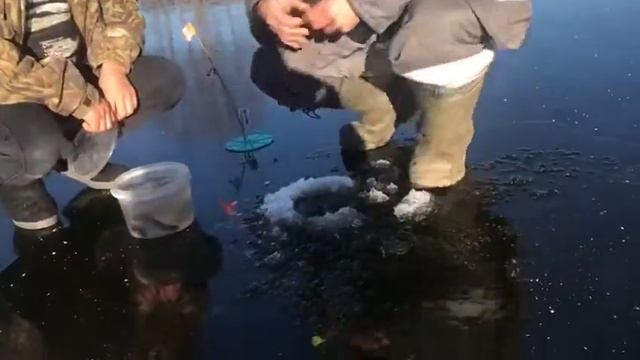 Всем привет РК Фиш'ка Данилово снова с Вами. Постановка жерлицы на щуку. смотреть онлайн