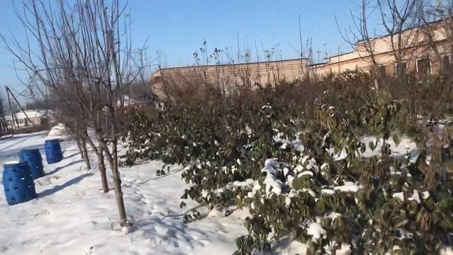 Ежевика Фридом, Блек джем испытание морозом. смотреть онлайн