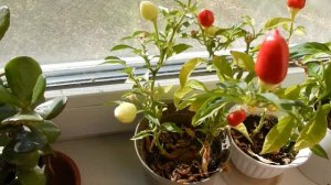 Как вырастить перцы на подоконнике?