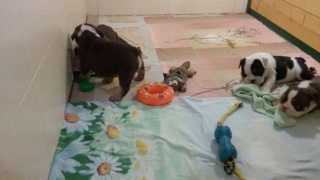 Щенки Английского бульдога шоколад триколор и чёрные триколор. Rare color bulldog puppies. смотреть онлайн