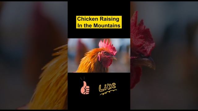 Free-range chickens in natural environment смотреть онлайн