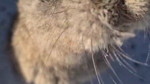 Саамская деревня. Северные олени, кролики, хаски...Ловозеро.  Мурманская область