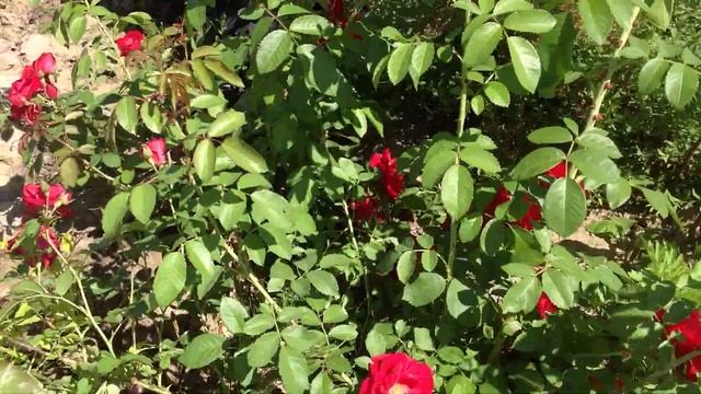 Роза плетистая малиновая. Посадочный материал собственного производства. смотреть онлайн