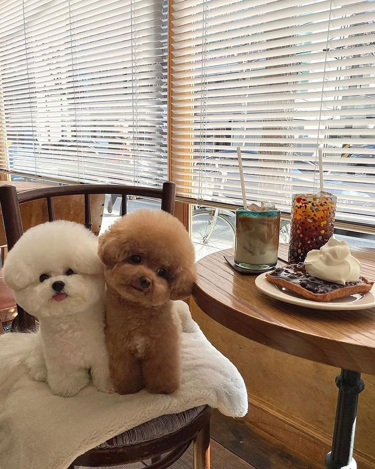 funny cats video 2023 смотреть онлайн