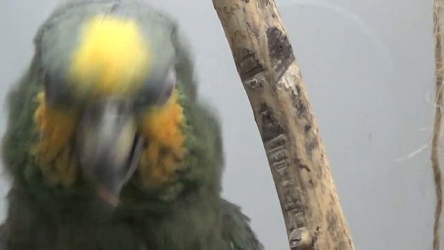 попугай,челябинский зоопарк смотреть онлайн