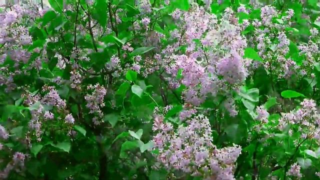 ТЕБЕ, ОДНОЙ, ВСЕ ЧУВСТВА НЕЖНЫЕ МОИ