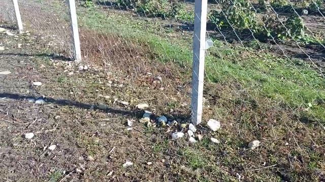 Как выбрать и установить сетку "рабица". смотреть онлайн