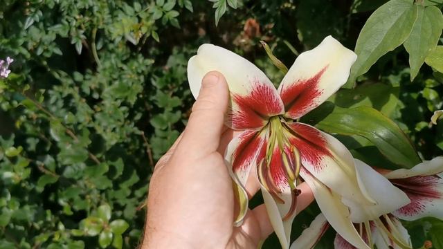 Lilium Nepalense X Oriental Hybrids: Not Lily Kushi Maya As I Thought, But Still Absolutely Gorgeou