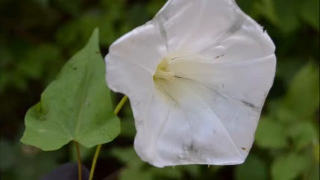 Salvador Boix B27, Corretjola gran, Calystegia sepium смотреть онлайн