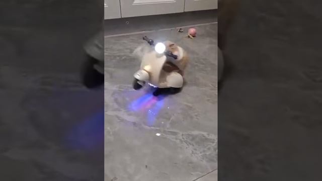Хомяк на мопеде #shorts