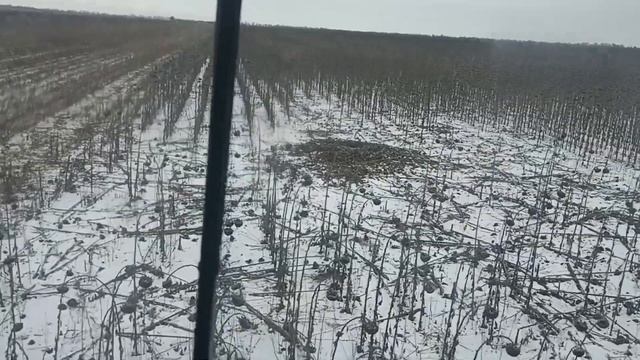 Уборка подсолнуха в январе 2023 год смотреть онлайн