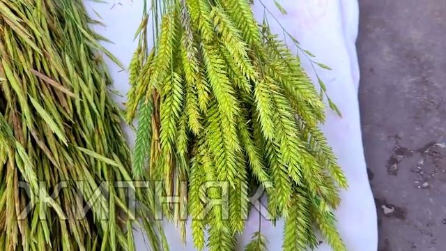 БОЛЬШАЯ ЗАГОТОВКА ЗЕЛЕНИ ДЛЯ ПОПУГАЕВ 2021. Трава для попугая. смотреть онлайн