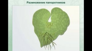 Жизненные циклы споровых растений. Жизненные циклы голосеменных и покрытосеменных растений.