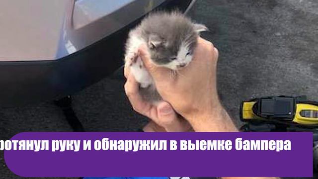 Котята очень не хотели расставаться с тем, кто их спас. Вот, что случилось в конце смотреть онлайн