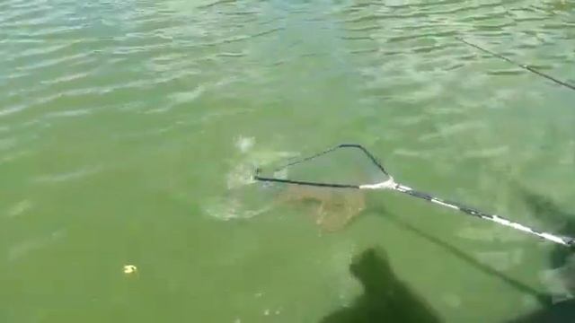 Поимка Белого Амура