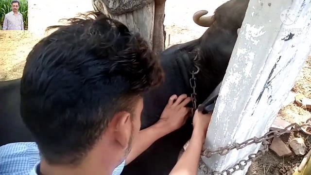 ???Actinomycosis in buffalo|Part-2| ???//Grow Vet Man by Dr. Durgesh Katara смотреть онлайн