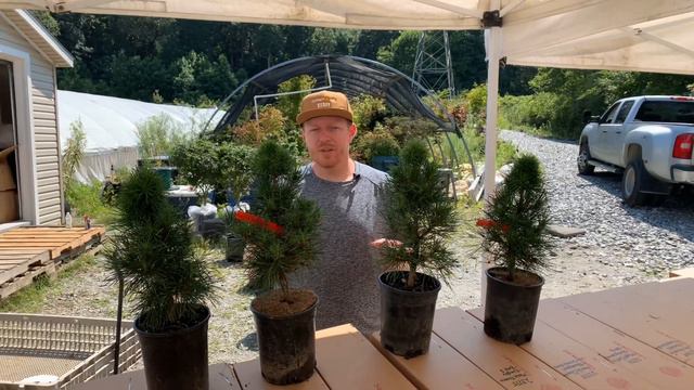 DWARF CONIFER GREEN PENGUIN