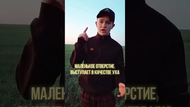Как выглядит ухо у птиц? #Shorts #птицы #воробьи #факты смотреть онлайн