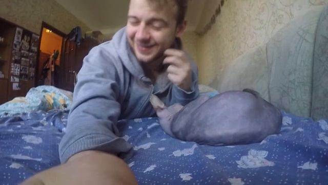 Как ведет себя сфинкс когда не хочет что бы ты уходил. смотреть онлайн