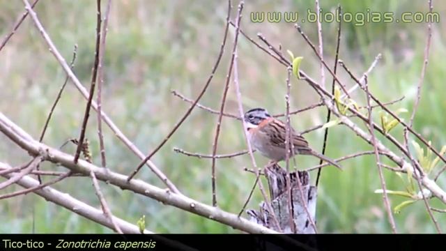 Ave Tico-tico - Zonotrichia Capensis