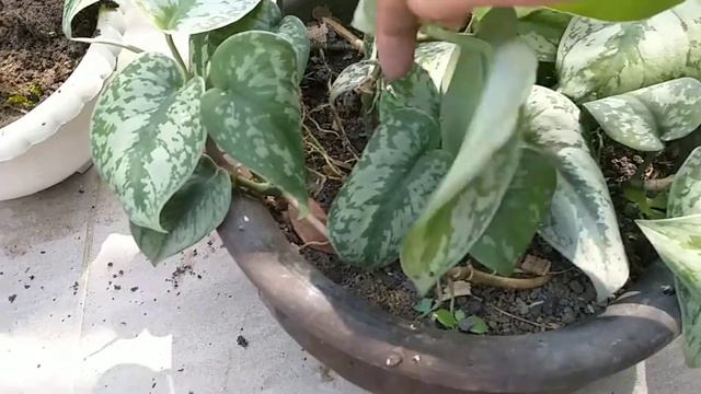 CARA MUDAH MEMPERBANYAK SIRIH GADING SILVER @suryati78 смотреть онлайн