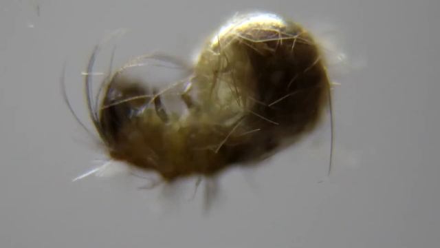 Рождение Непарного Шелкопряда смотреть онлайн