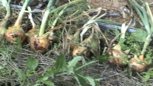 Лук на гребнях китайским способом Сбор урожая. смотреть онлайн