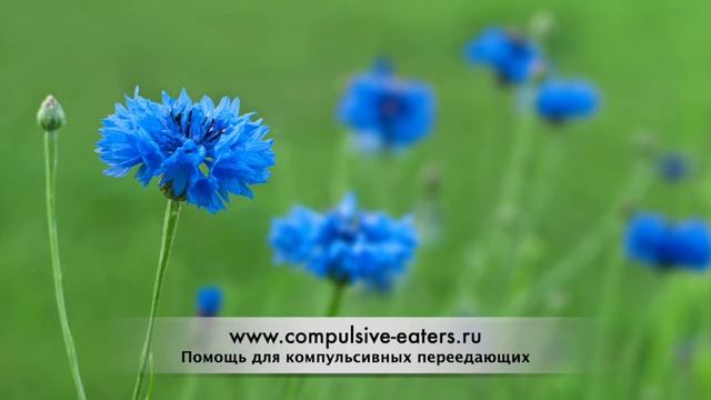 Компульсивное переедание: Дженн Д., история выздоровления смотреть онлайн