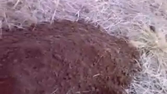 Как крот копает (крупный план) смотреть онлайн