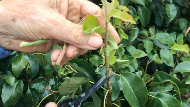 Summer pruning on pears смотреть онлайн