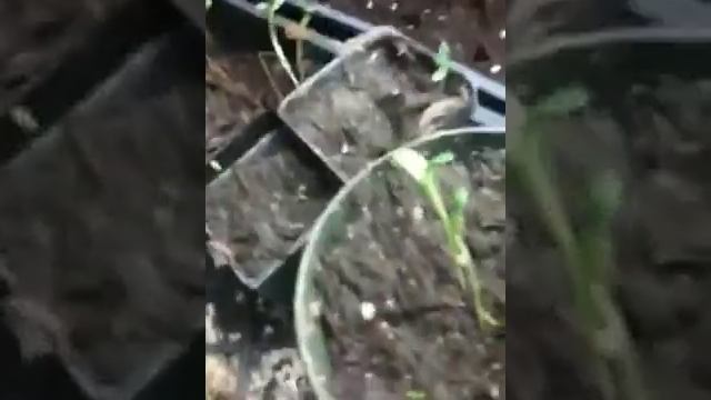 USDA Certified Organic Fenugreek Seed Germination смотреть онлайн