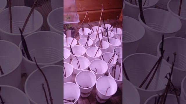 Обрезка метельчатой гортензии в теплице, черенкование, размножение почкой 16.01.2023??? смотреть онлайн