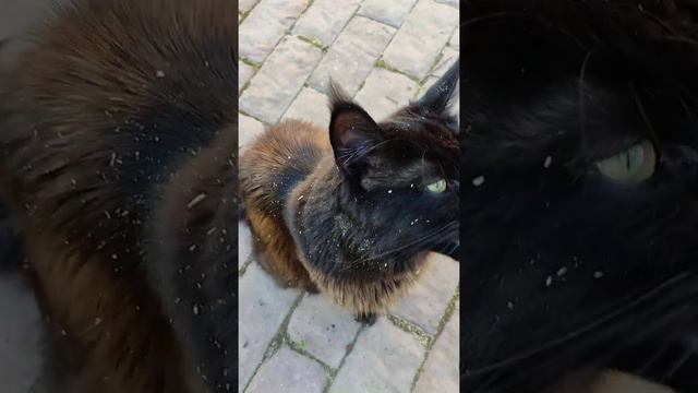 Мейн Кун Илюша.Грязный кот обомот:) смотреть онлайн
