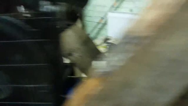 Компрессор ремеза с рессивером 270 литров, б/у - 2011 год, цена 28 000 руб (имеется осушитель!) смотреть онлайн