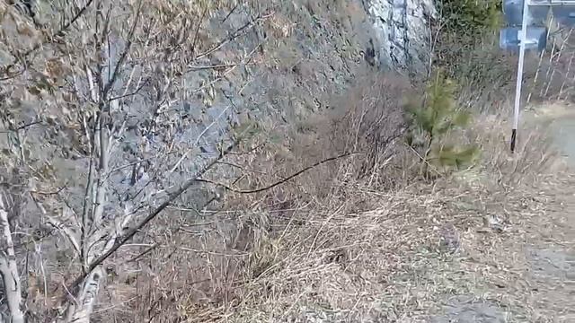 Весенняя прогулка на Саяно Шушенской ГЭС 13.04.19 смотреть онлайн