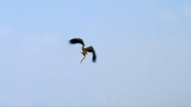 Орёл на охоте! Битва животных! Орёл против волка лисы змеи козы тетерева гуся зайца смотреть онлайн