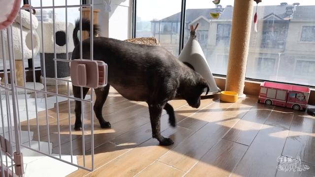 搞威浪貓第一次洗澡剪指甲，氣得張嘴咬人，全程罵街｜李喜猫 смотреть онлайн