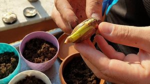 Как вырастить манго из косточки.