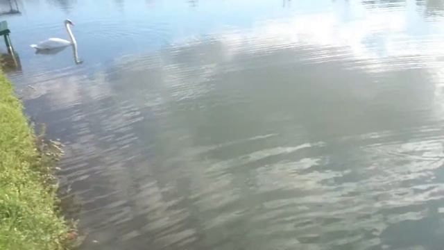 Лебедь шипун!!! смотреть онлайн