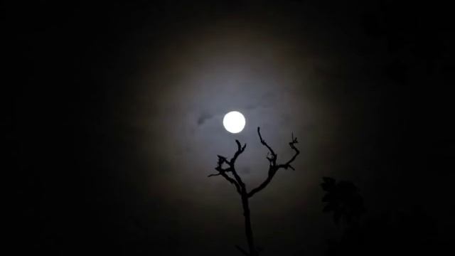 dead can dance ~ crescent. смотреть онлайн