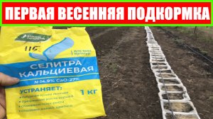 подкормка малины весной ПЕРВАЯ ВЕСЕННЯЯ ПОДКОРМКА || подкормка малины весной || Чем удобрять малину