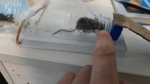 Как поймать мыша живьём / ловушка на мышь из бутылки