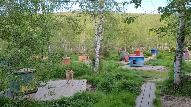 Питомник ездовых лаек в усадьбе Тюрюминых, Листвянка, Байкал, 21.06.2023 смотреть онлайн
